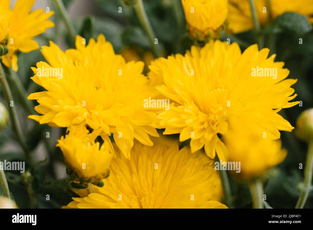 Hermosas flores amarillas del crisanthemum de cerca Foto de stock