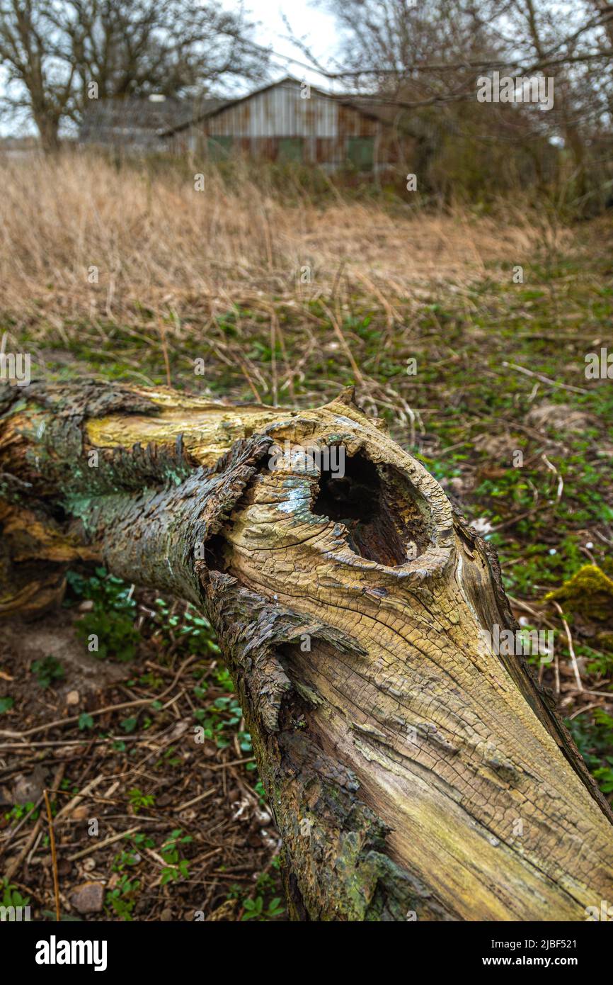 Tronco seco en medio del matorral de una granja abandonada. Assens, Dinamarca, Europa Foto de stock