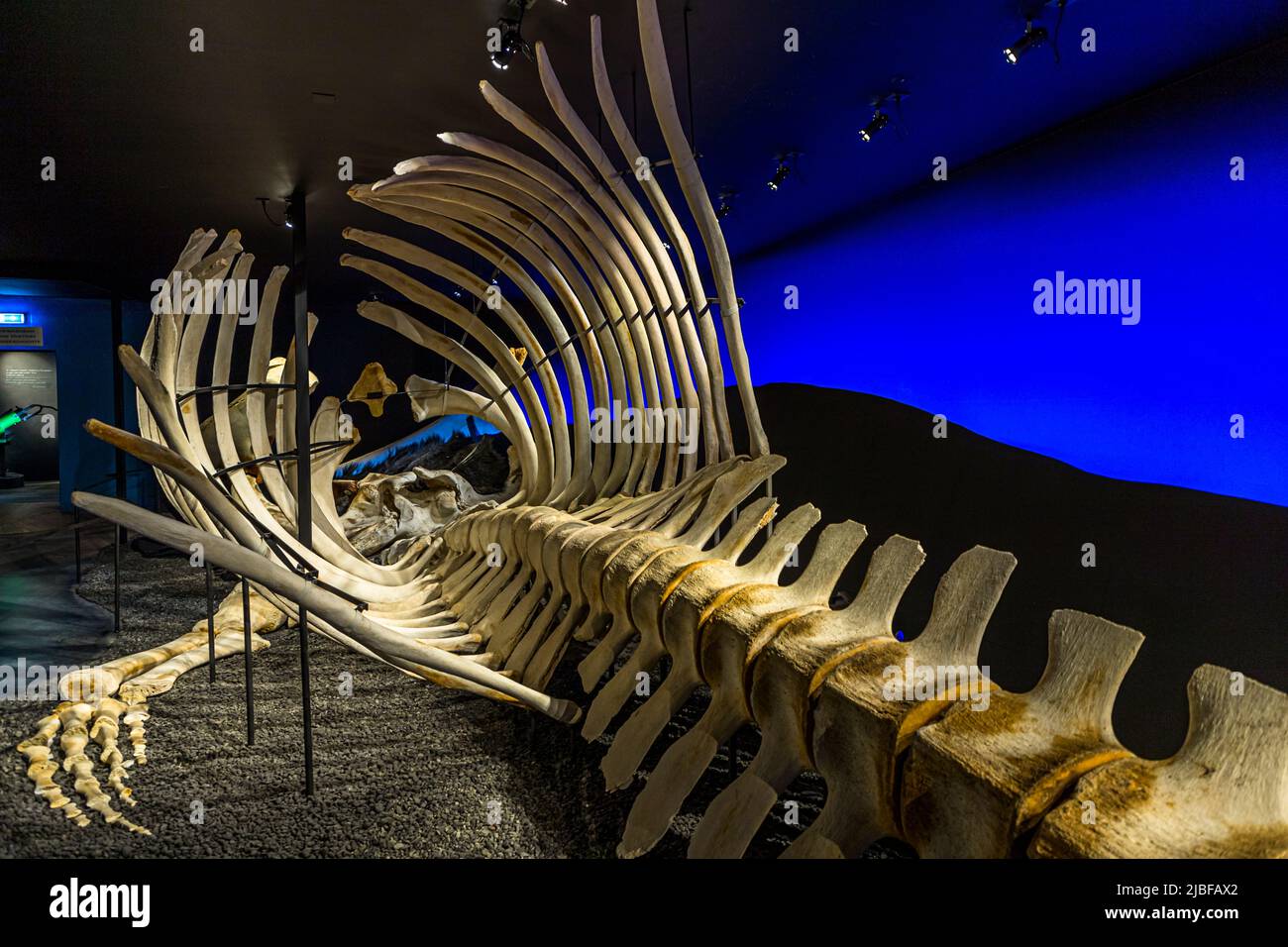 El Museo de las Ballenas de Húsavík (Islandia) exhibe una variedad de esqueletos de ballenas Foto de stock