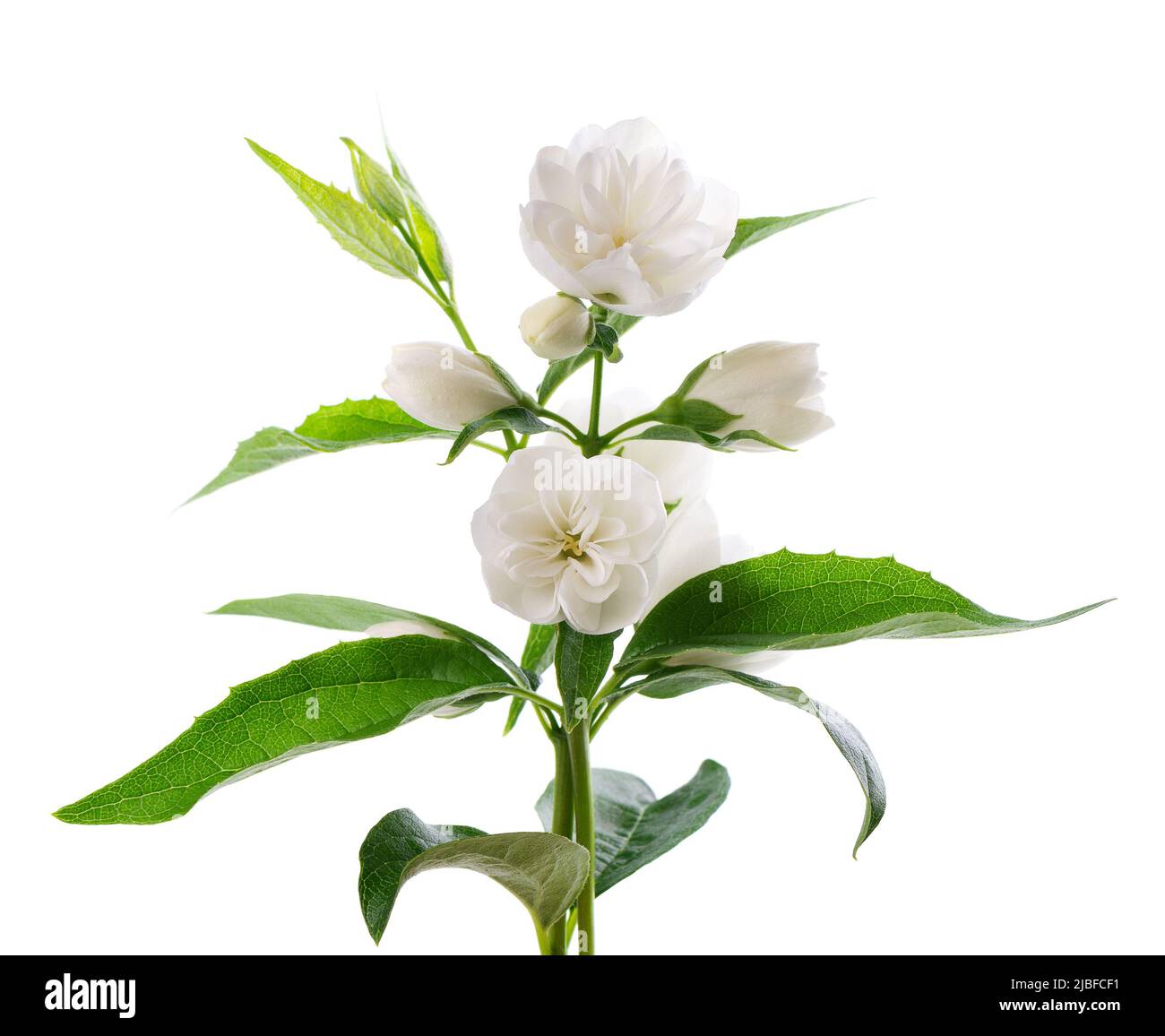 Flor de jazmín, aislada sobre fondo blanco. Rama de flores de jazmín de  terry blanco Fotografía de stock - Alamy