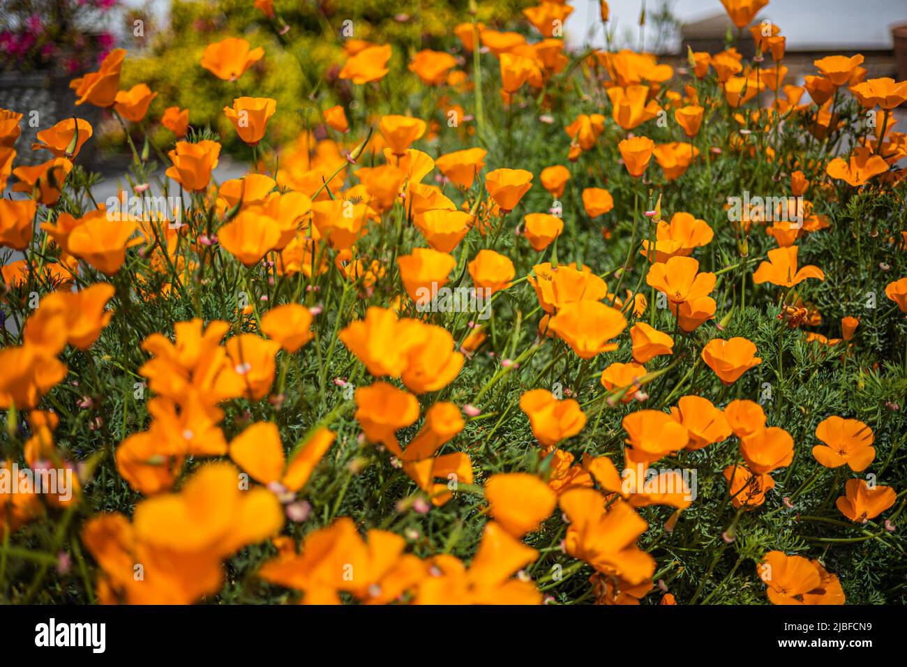 Eschscholzia californica o flor de amapola californiana 'Orange King' en flor Bristol, Reino Unido. Foto de stock