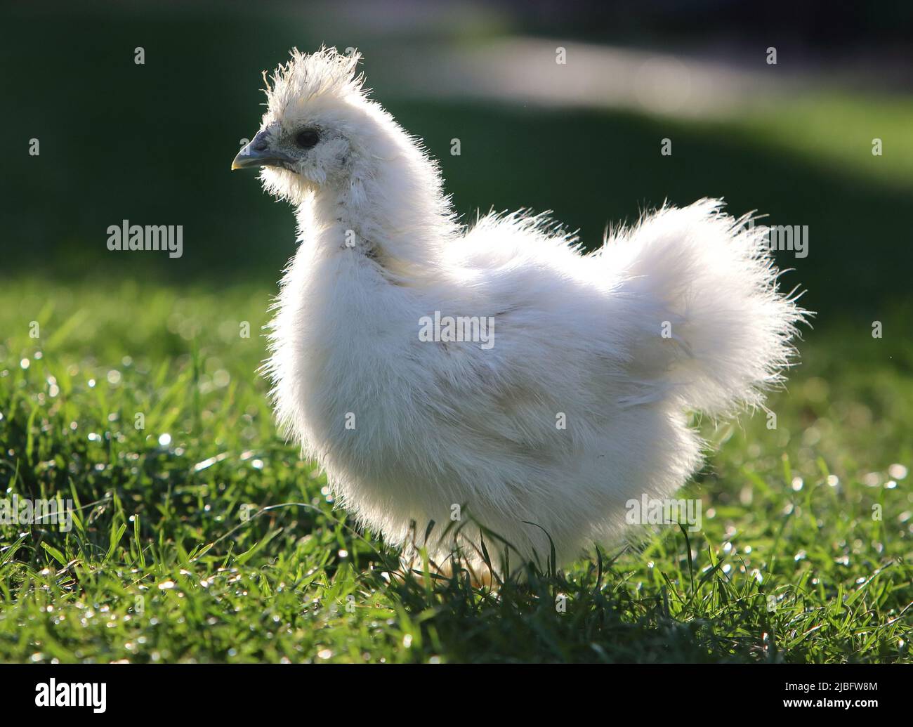 Pollo en bio granja sobre hierba verde Foto de stock