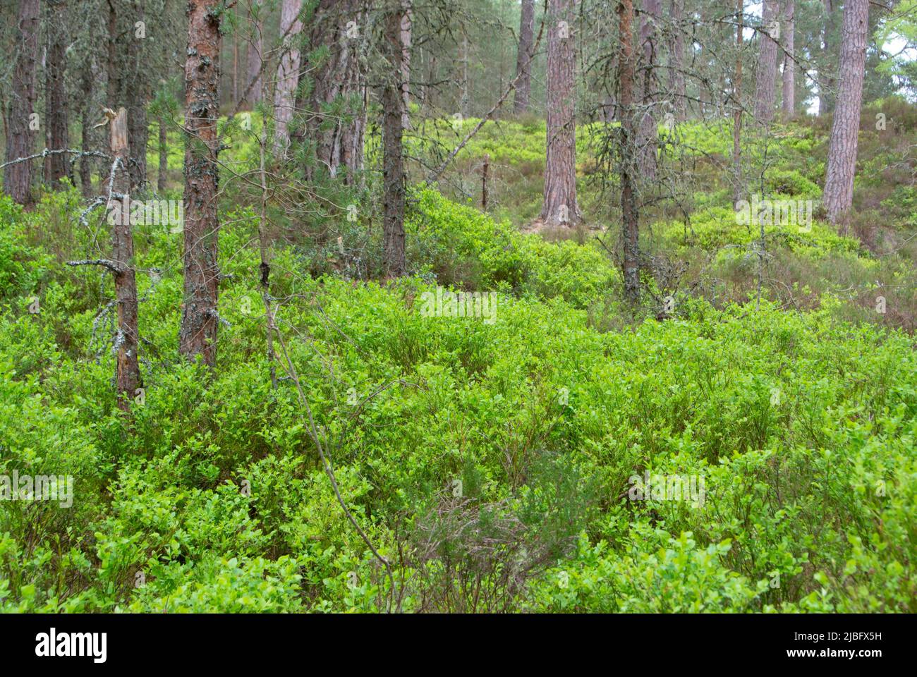 Bosque de pinos Caledonian Foto de stock