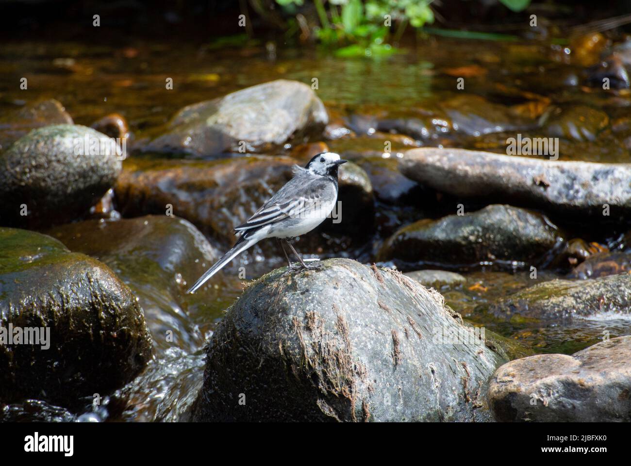 Pied Wagtail Foto de stock