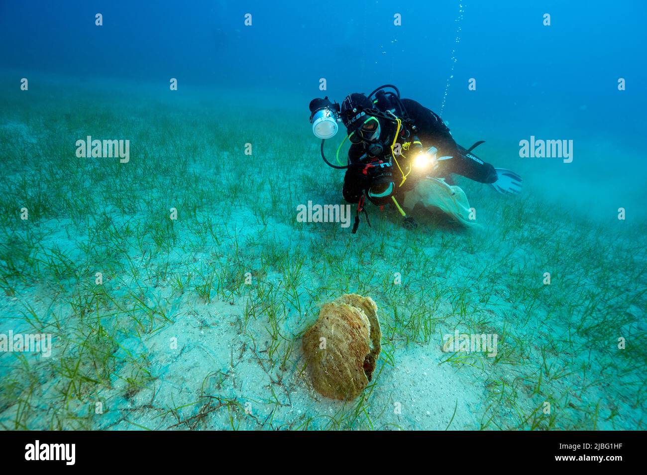 Biólogos marinos que examinan las cáscaras muertas y extintas de Pina nobilis en la bahía de Gokova, Turquía Foto de stock