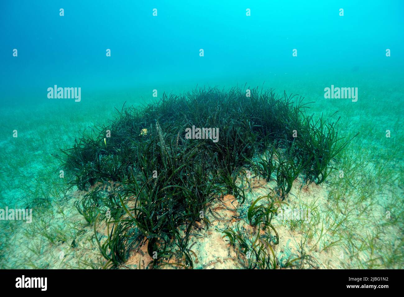 Neptune parche de hierba marina en el lecho de Cymodocea nodosa, Gokova Bay Turquía. Foto de stock