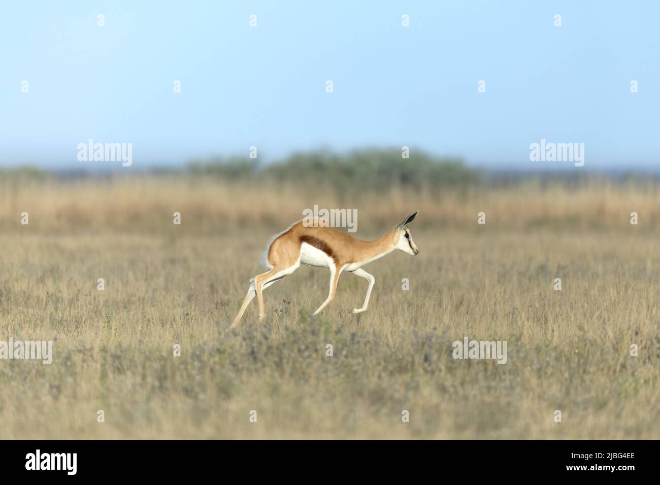 Springbok pronunciando en el semi-desierto de Kalahari Botswana Foto de stock