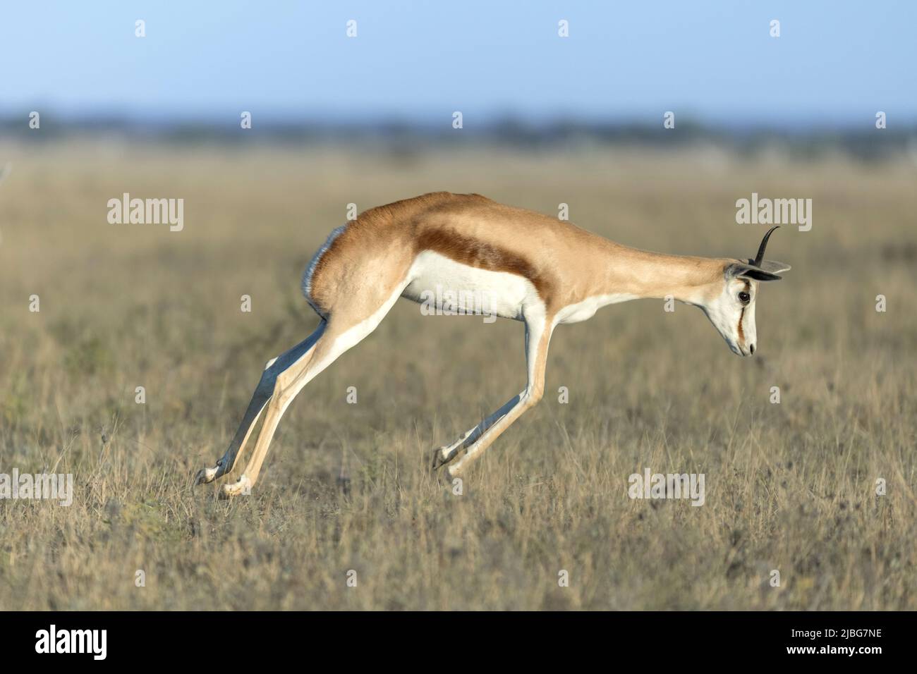 Springbok pronunciando en el semi-desierto de Kalahari Botswana Foto de stock