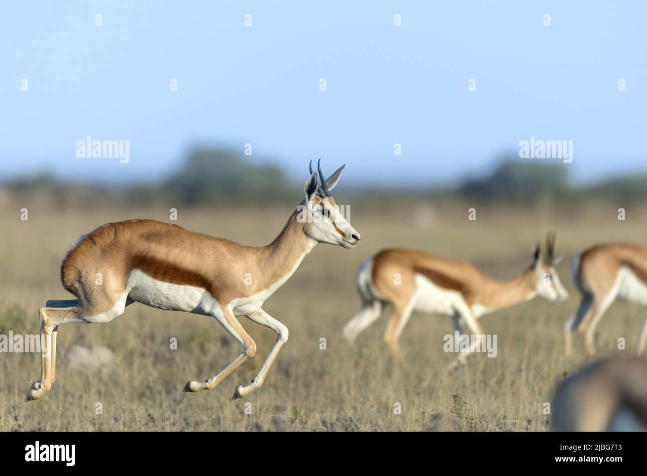 Springbok pronunciando en el semi-desierto de Kalahari Botswana Foto de stock