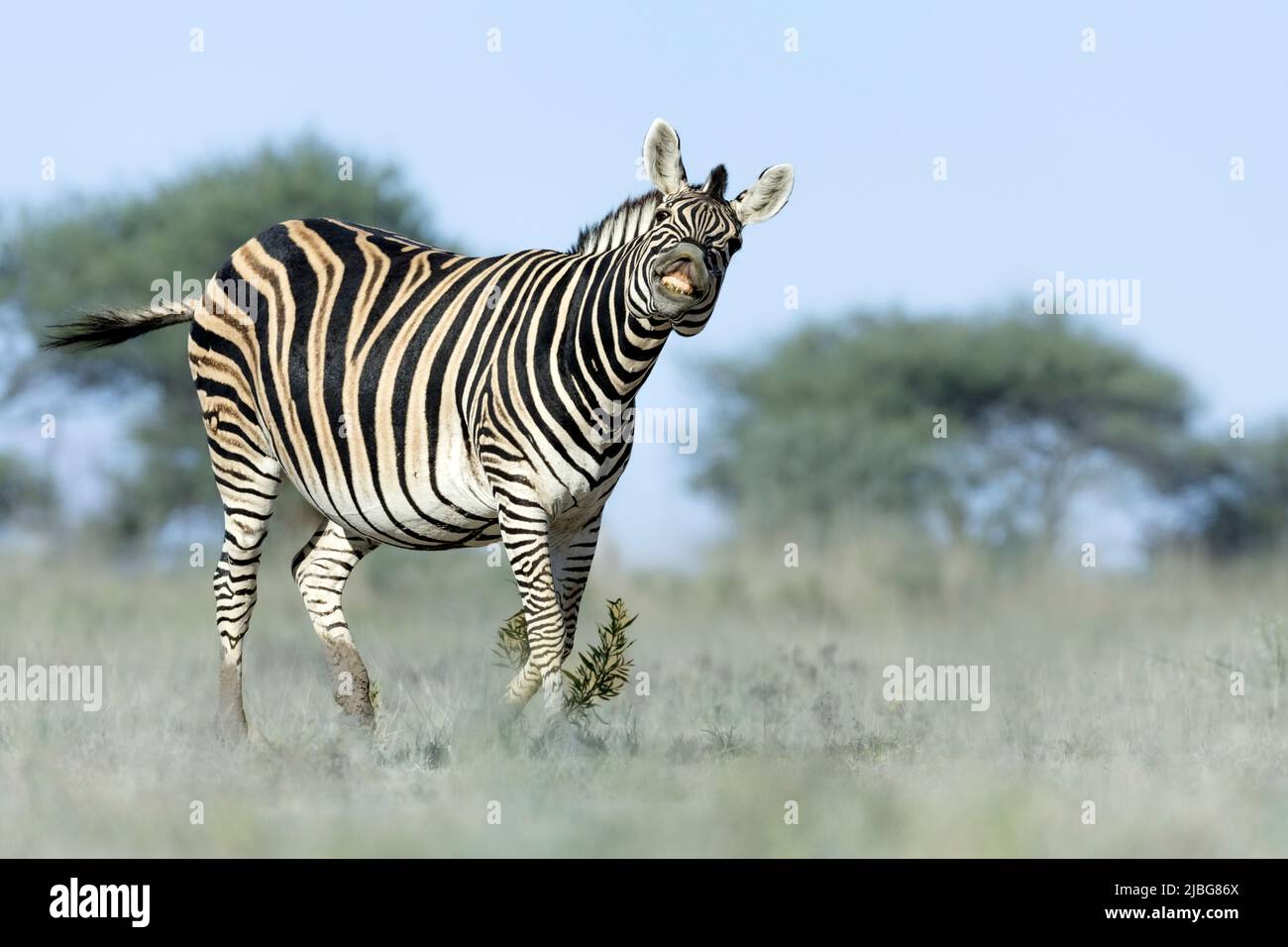 Cebra en kalahari sonriendo jugando con Acacia telón de fondo en la sabana de pastizales Foto de stock