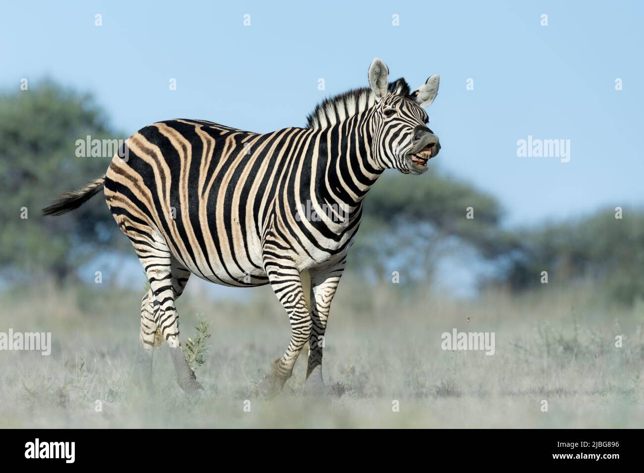 Cebra en kalahari sonriendo jugando con Acacia telón de fondo en la sabana de pastizales Foto de stock