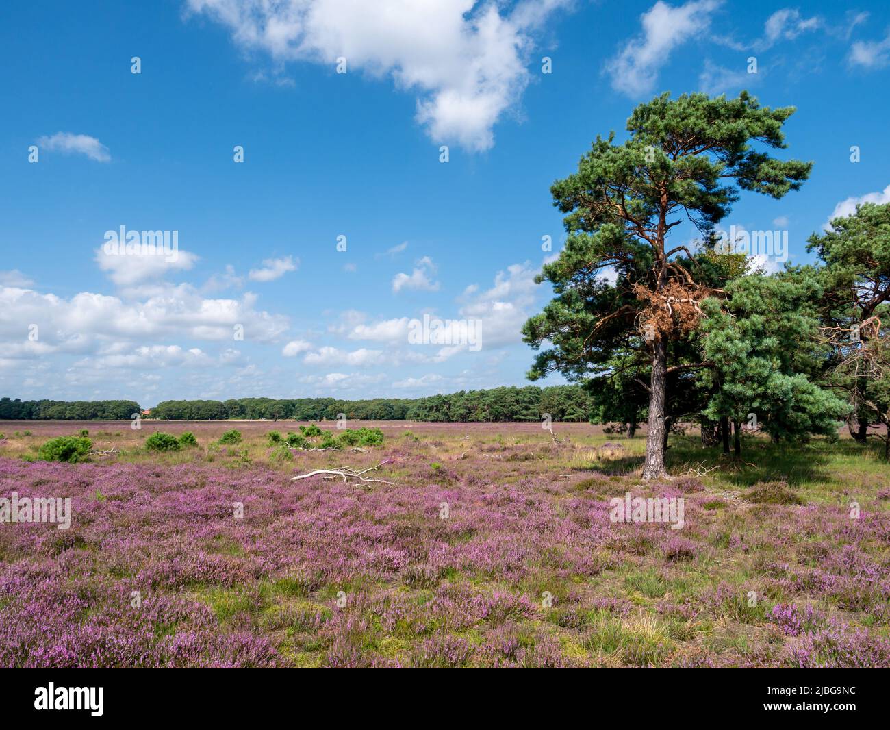 Pinos y brezo púrpura en Westerheide en Gooi, Holanda Septentrional, Países Bajos Foto de stock