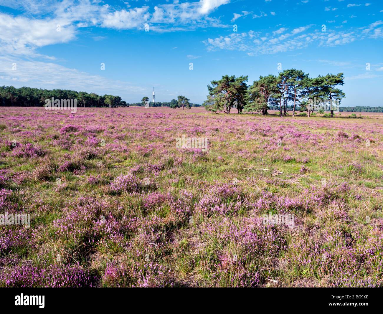Campo de Heather en flor en el área de la brea de Westerheide en Gooi cerca de Hilversum, Holanda Foto de stock