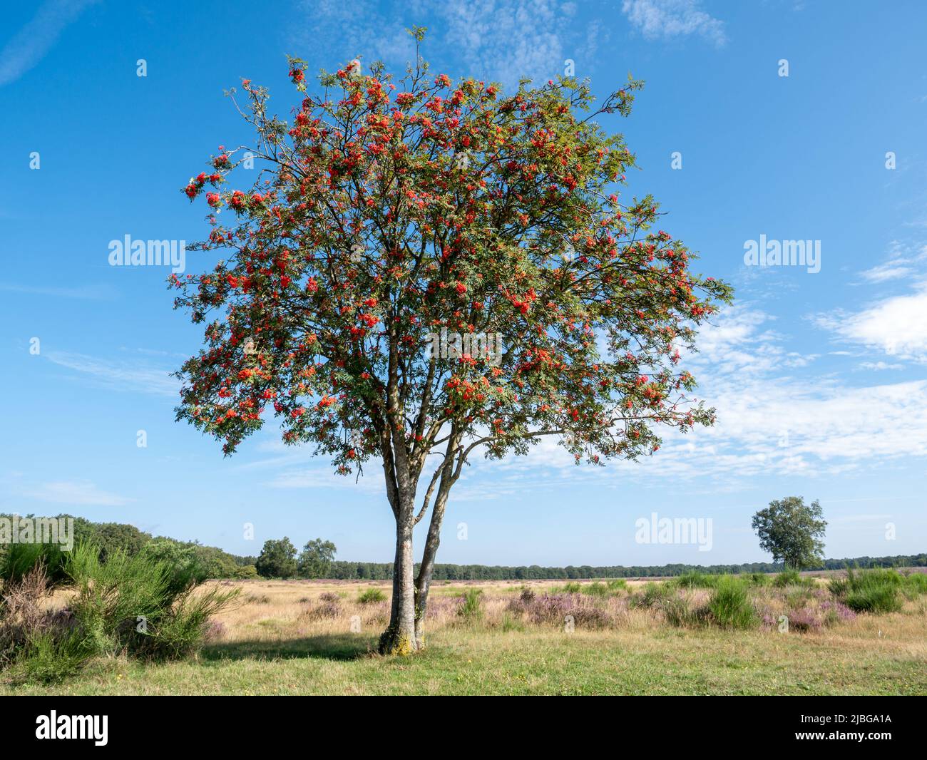 Rowan europeo, Sorbus aucuparia, con bayas en la reserva natural de Westerheide, Gooi, Países Bajos Foto de stock
