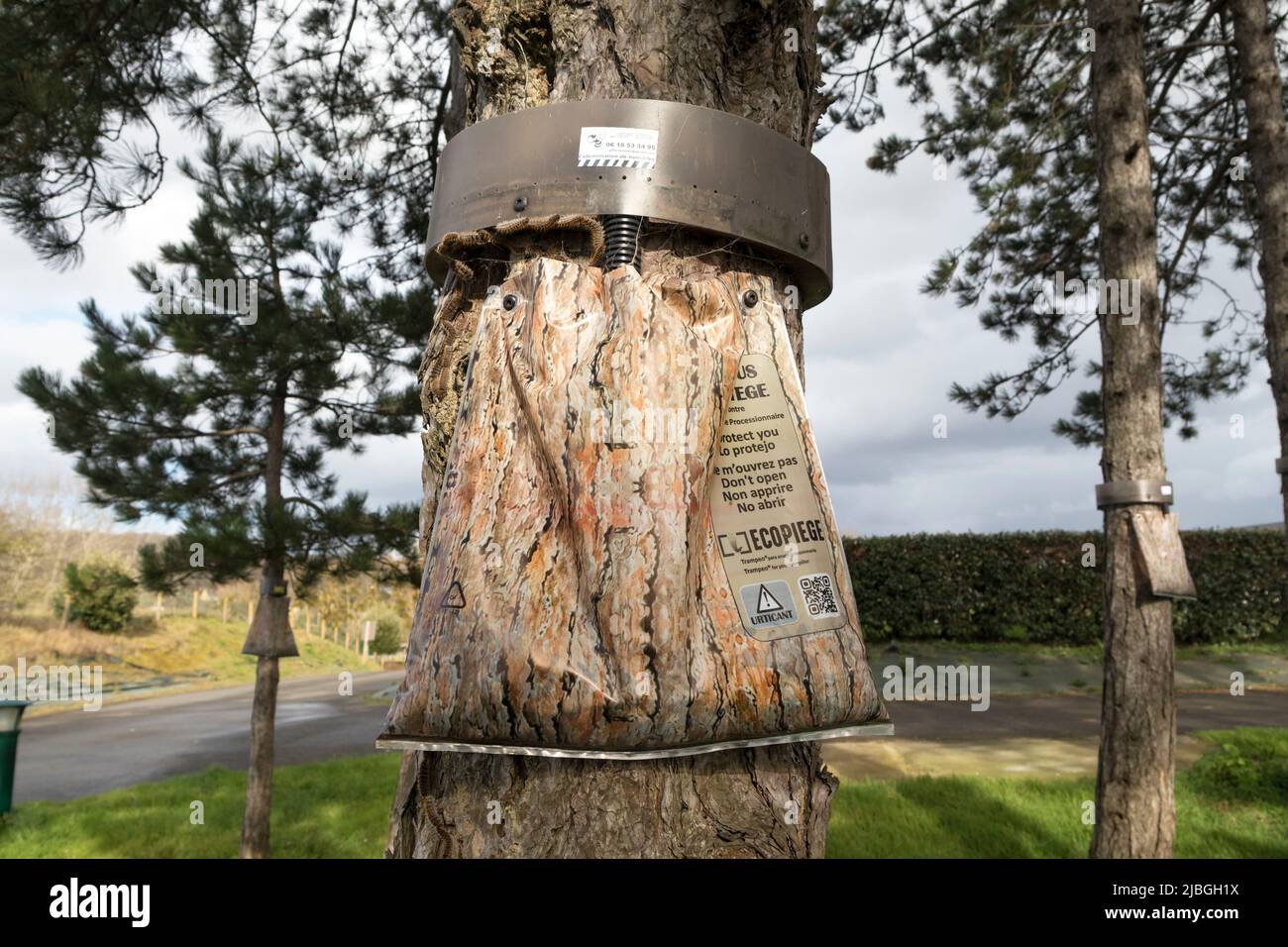 Trampa diseñada para capturar Pinos processionarios Moth Caterpills (Taumetopoea pityocampa), Bretaña, Francia Foto de stock