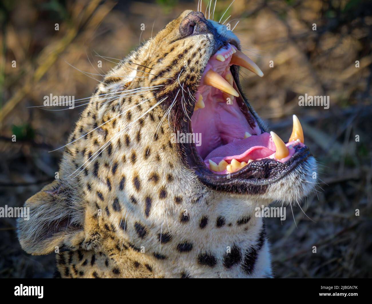 Leopard (Panthera pardus), probablemente el 'Flat Rock Male' nacido en 2013. Londolozi Game Reserve, Sabi Sands, Sudáfrica. Estado de conservación: Vulnerable Foto de stock