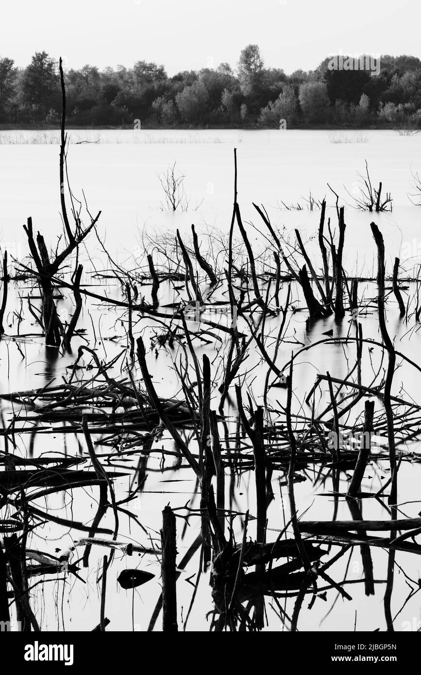 Árboles muertos en el agua de un lago Foto de stock