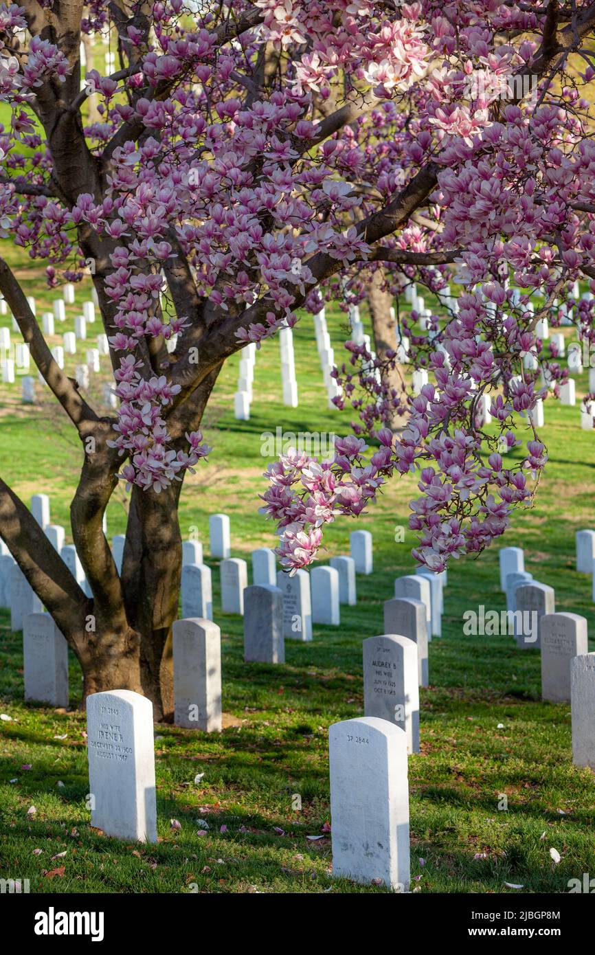 La magnolia rosa florece sobre las cabeceras del Cementerio Nacional de Arlington, Arlington, Virginia, Estados Unidos Foto de stock