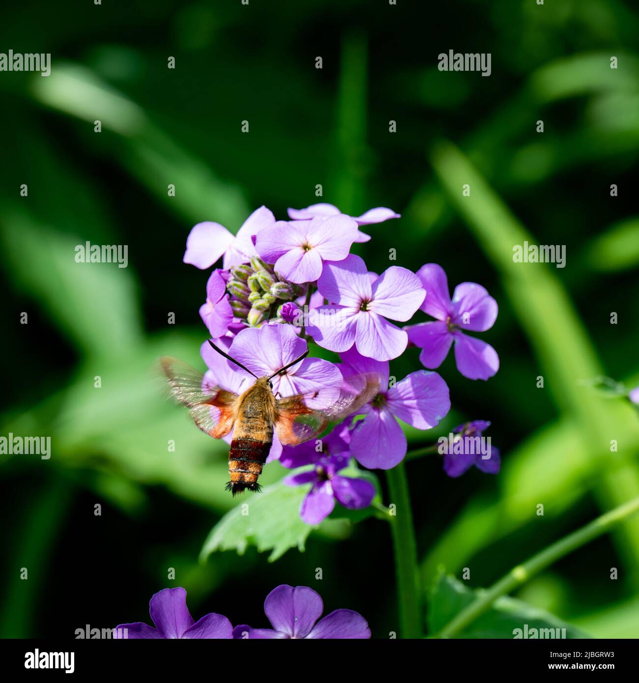 Una polilla de ala clara de colibrí, Hemaris thysbe, polinizando las flores del cohete de Dame, Hesperis matronalis, en un jardín Foto de stock