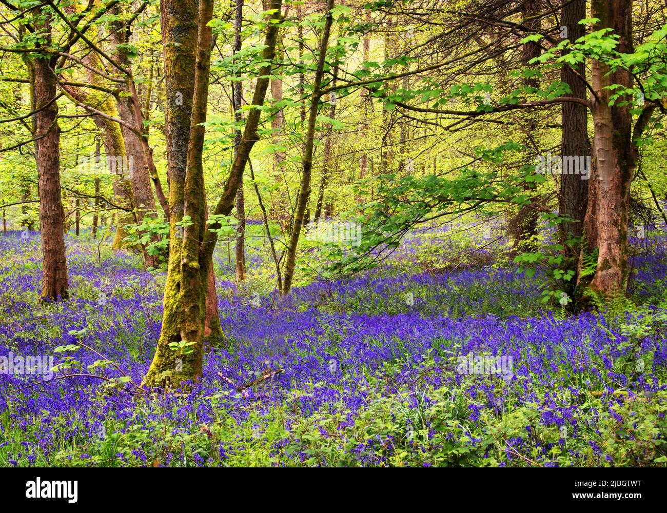 Bluebells en el bosque, una vista al paisaje. Foto de stock