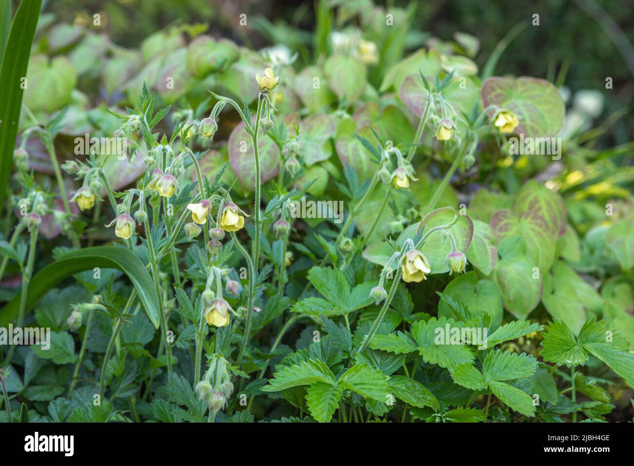 Geum 'Lemon Drops' (avens) con Epimedium x versicolor 'sulfureum'(barrenwort), Fragaria vesca (fresa silvestre), combinación de siembra sombreada Foto de stock