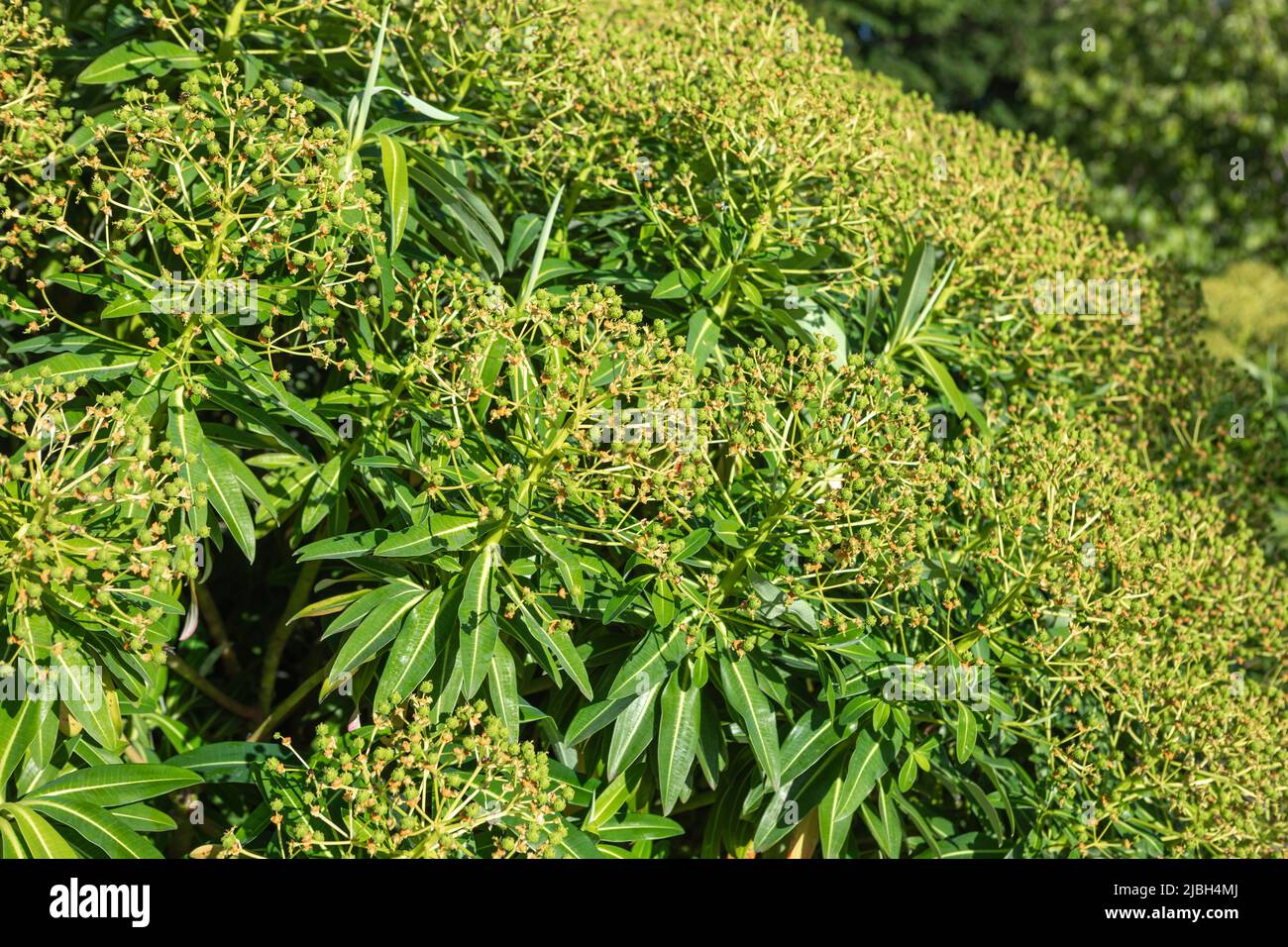 Euphorbia x pasteurii 'John Phillips' después de la floración, mostrando frutos de tipo baya Foto de stock