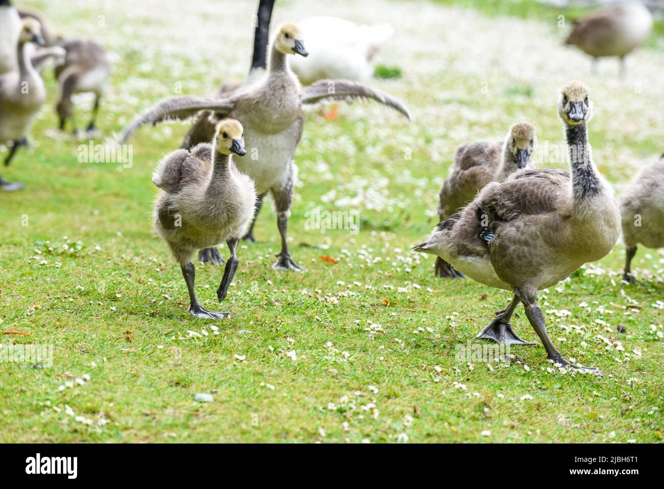 Los polluelos o goslings del ganso del bebé se alimentan en la orilla del río protegida por los gansos adultos Foto de stock