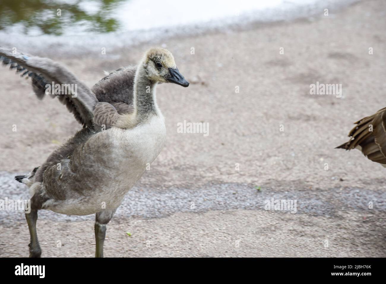 Los polluelos o goslings del ganso del bebé se alimentan en la orilla del río protegida por los gansos adultos Foto de stock