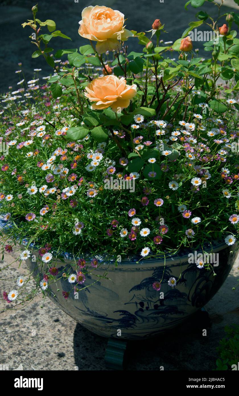 Rosas y Erigeron karvinskianus en una atractiva olla oriental Foto de stock
