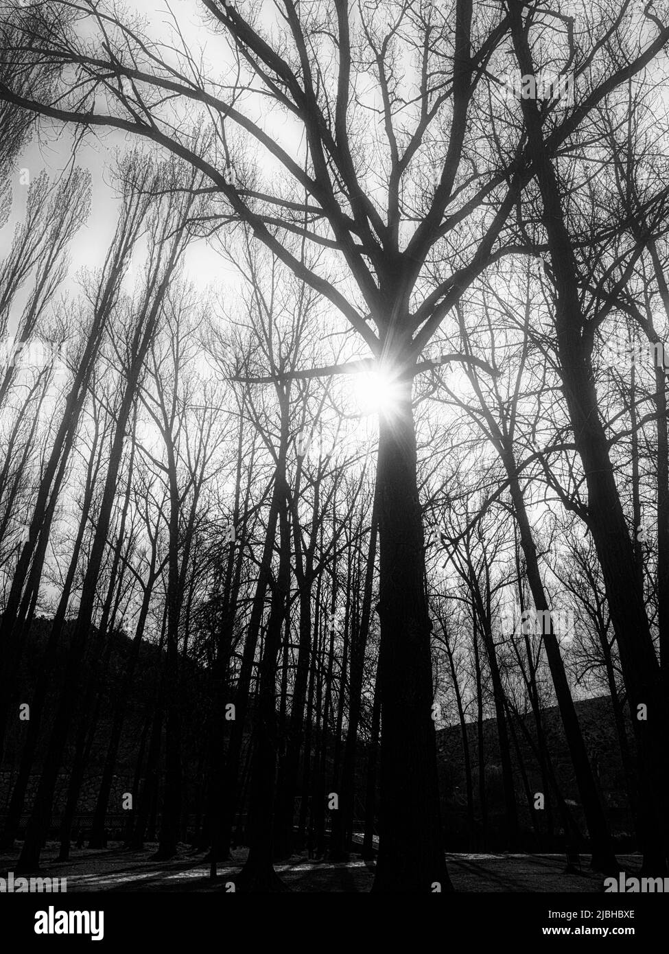 Los rayos del sol pasan por las ramas de los árboles en el bosque. Foto de stock