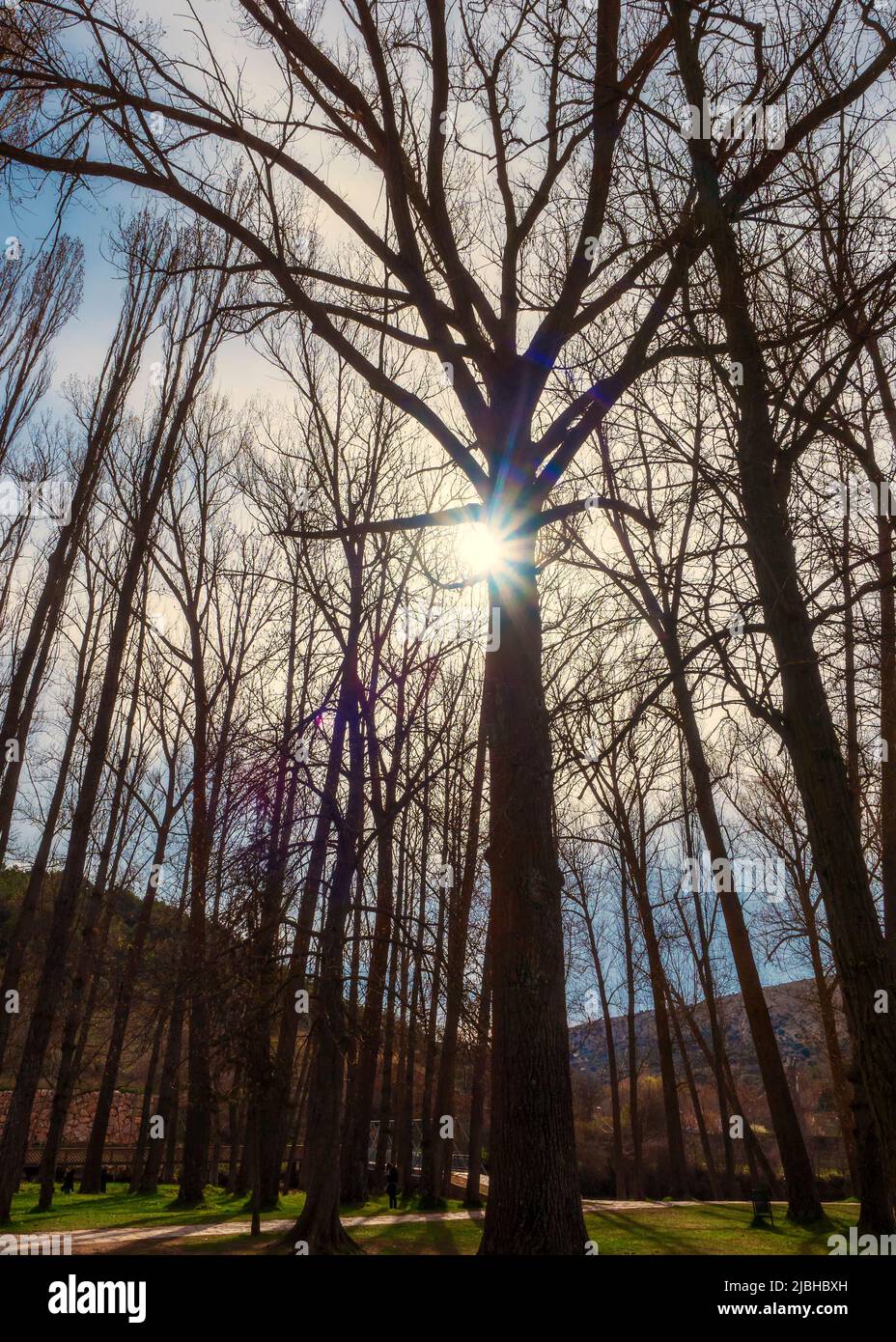 Los rayos del sol pasan por las ramas de los árboles en el bosque. Foto de stock