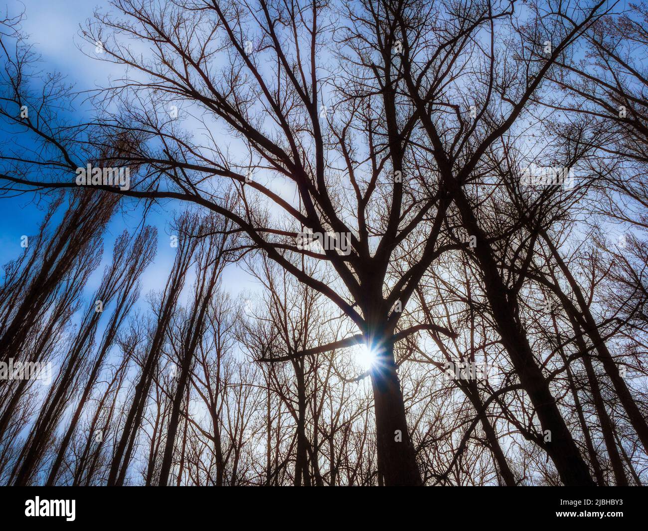 Los rayos del sol pasan por las ramas de los árboles en el bosque. Foto de stock
