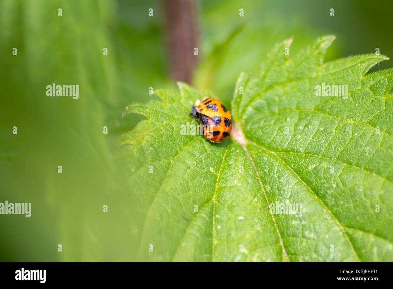 Ladybug recién nacido en una hoja verde como cambio de larva a escarabajo mariquita con puntos negros en sus alas rojas muestran el nuevo talismán afortunado nacido Foto de stock