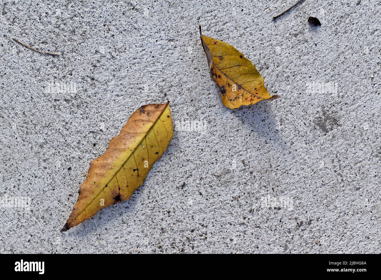 Fondo de textura de suelo de hormigón y hojas amarillas Foto de stock