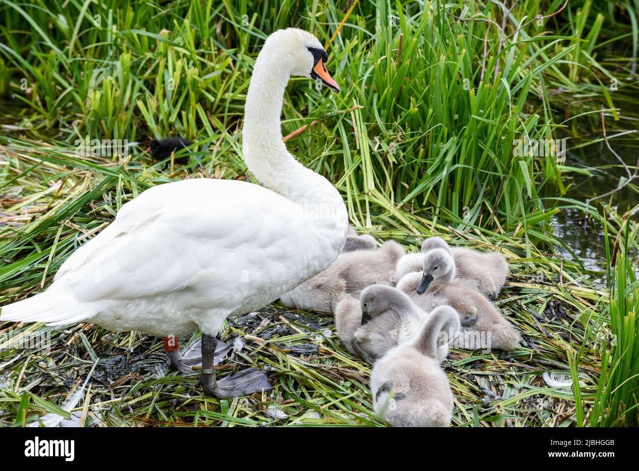 Un nido de cisnes bebé conocido como cygnets con la madre conocida como pluma Foto de stock