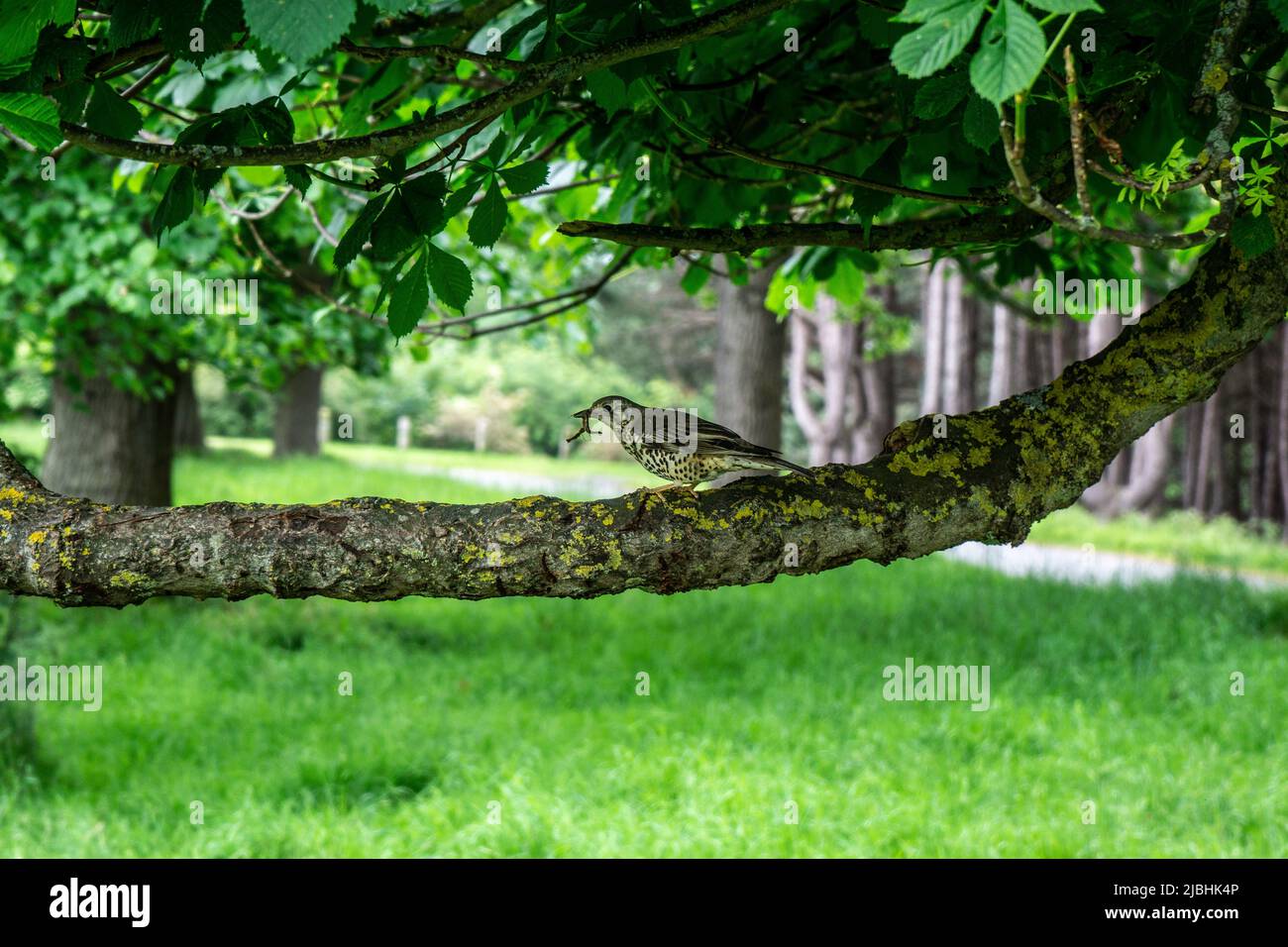 Un ave Mistle Thrush, turdus viscivorus, de pie sobre una rama de árbol cubierta de líquenes con un gusano en su boca. Foto de stock