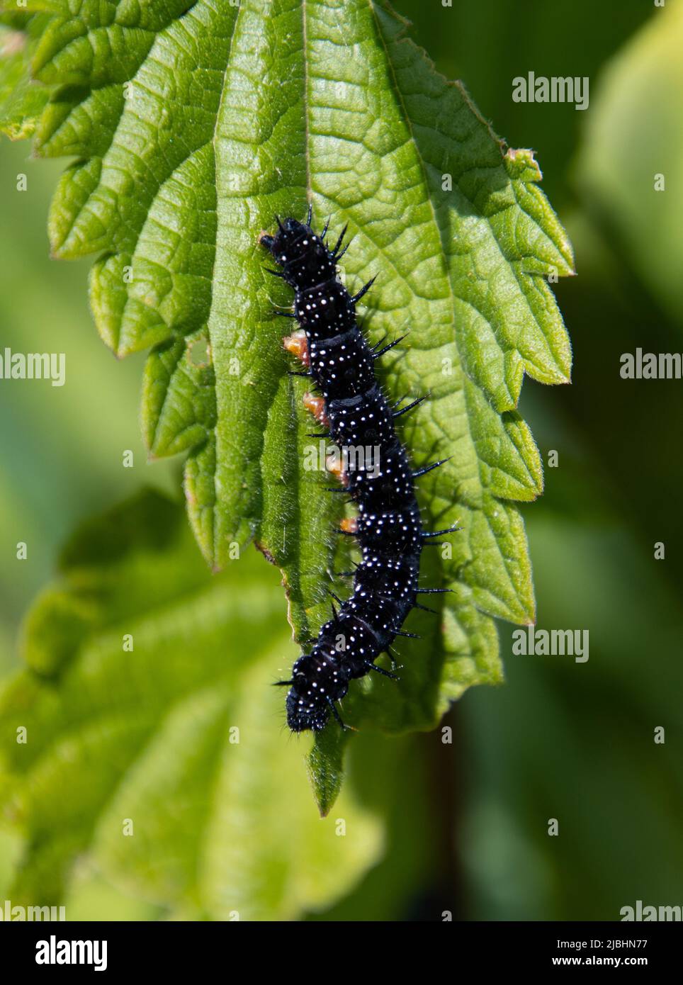 Orugas recién nacidas de la mariposa de pavo real comiendo hojas de ortiga picantes, también llamadas Aglais io o Pfauenauge Foto de stock