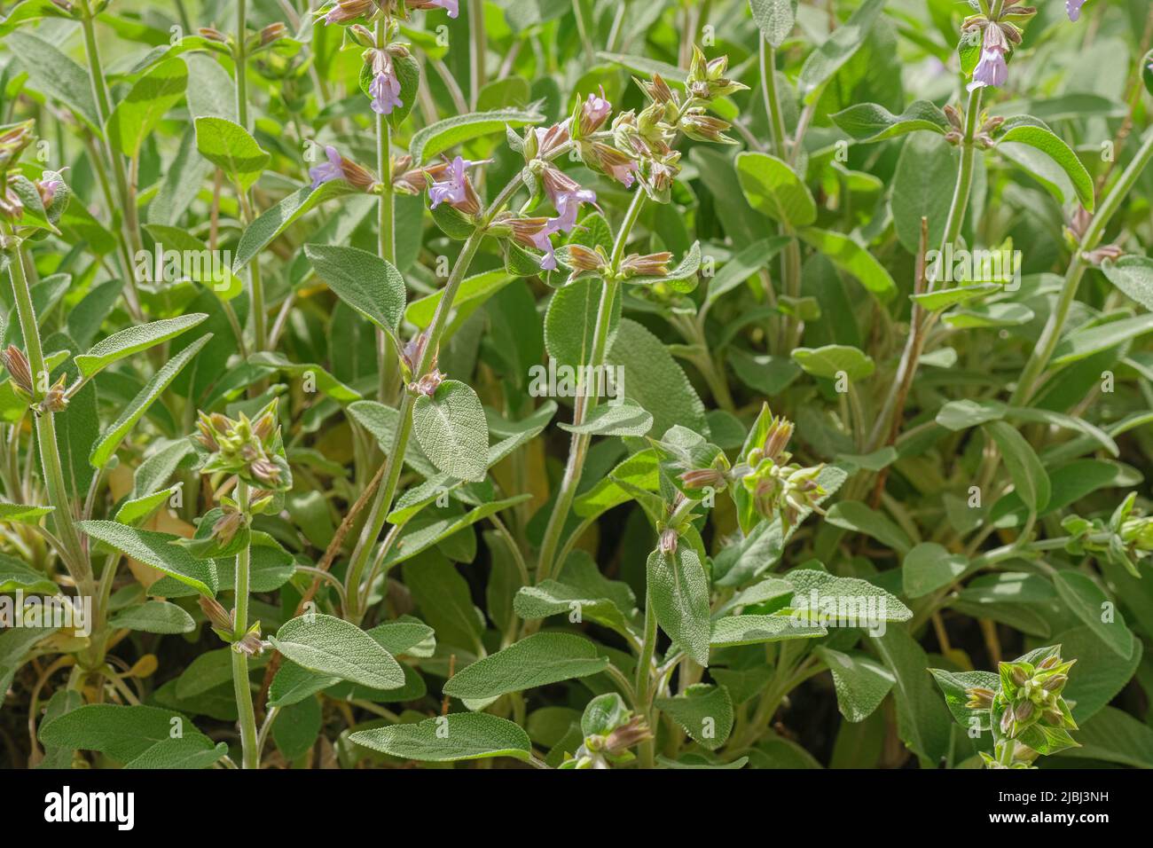 Salvia salvaje officinalis, hierbas medicinales y culinarias. Hierbas aromáticas officinalis perennes Foto de stock