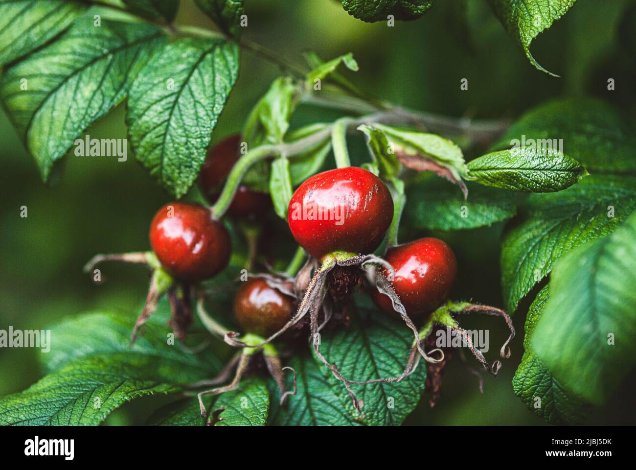 Rosa rugosa frutas que crecen en el arbusto, rosa cadera madura, fruto de brier dulce en el jardín Foto de stock