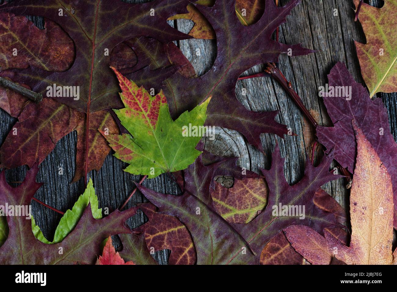 Hojas de otoño descoloridas sobre fondo de madera rústica Foto de stock