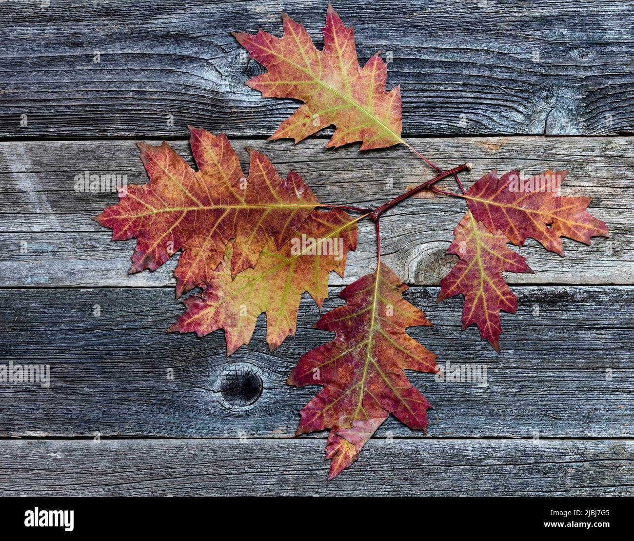 Hojas de roble descolorido sobre fondo de madera rústica para el concepto de otoño Foto de stock