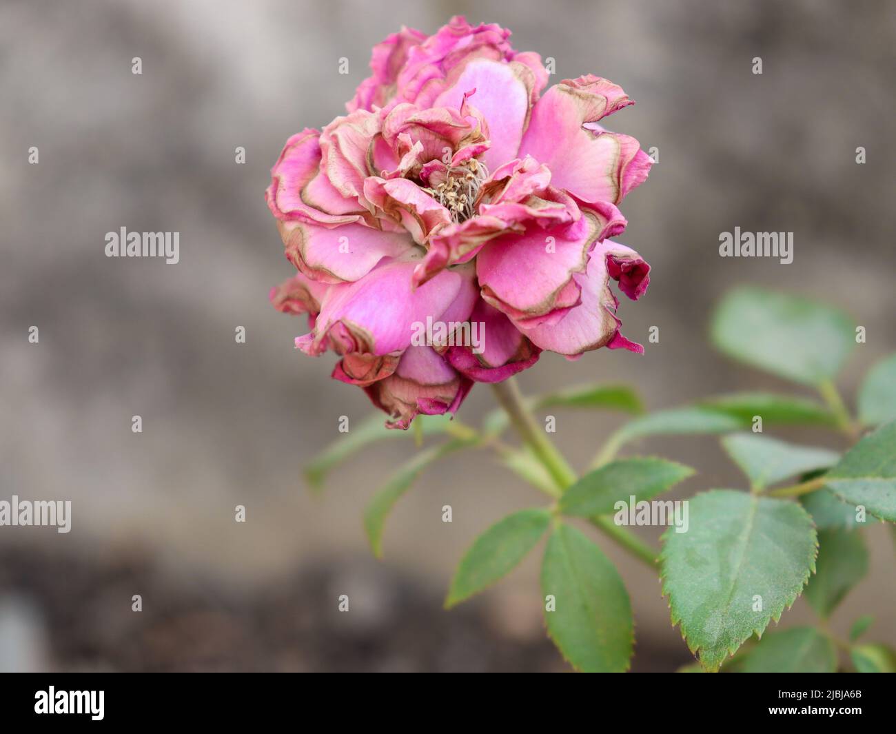 Una rosa seca en mi jardín Foto de stock