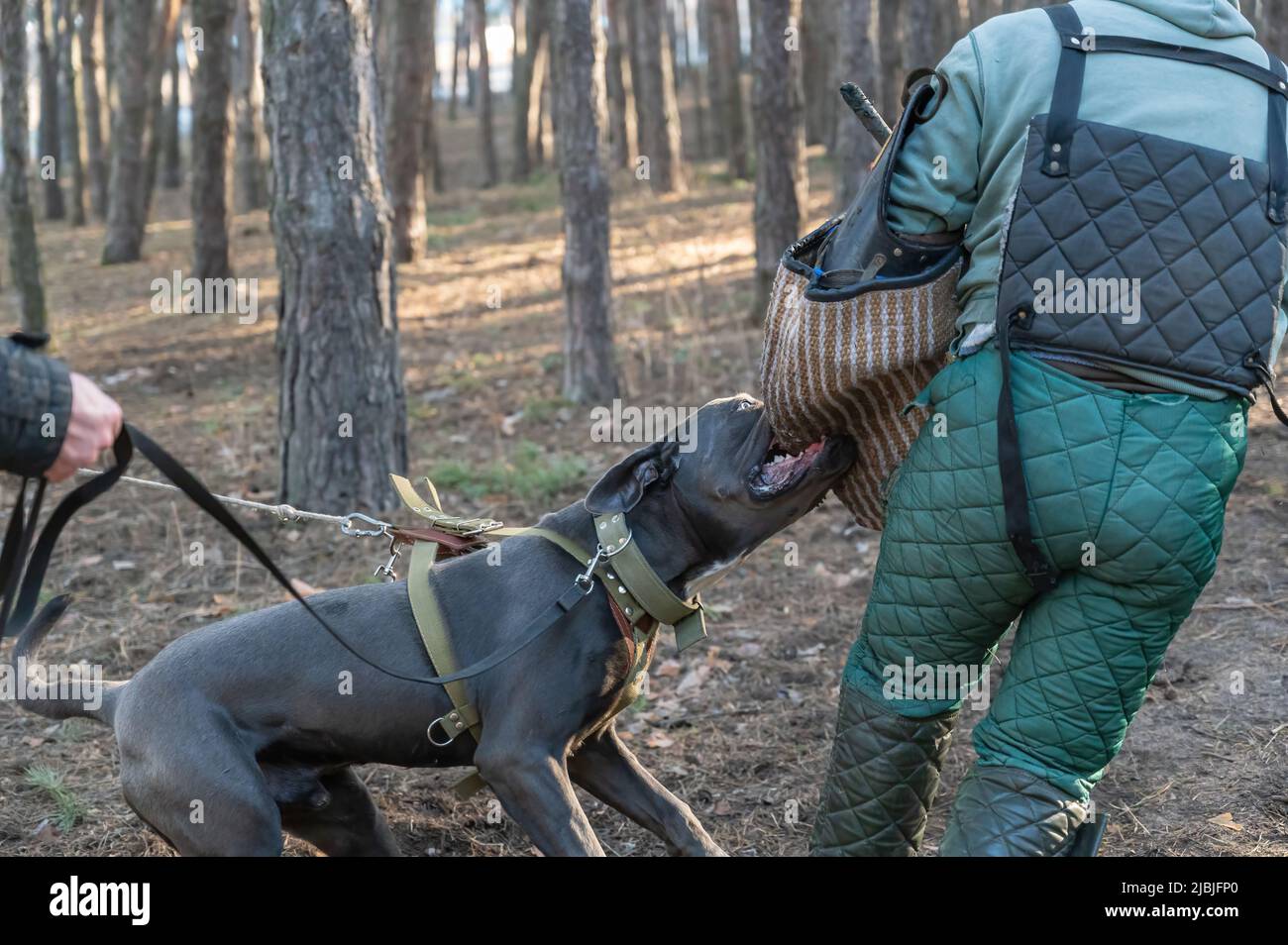 K9 ENTRENAMIENTO. Un perro Cane Corso masculino está atacando al entrenador. La mascota muerde manga Entrenador masculino con ropa especial. ¿WIT de entrenamiento Fotografía de stock - Alamy