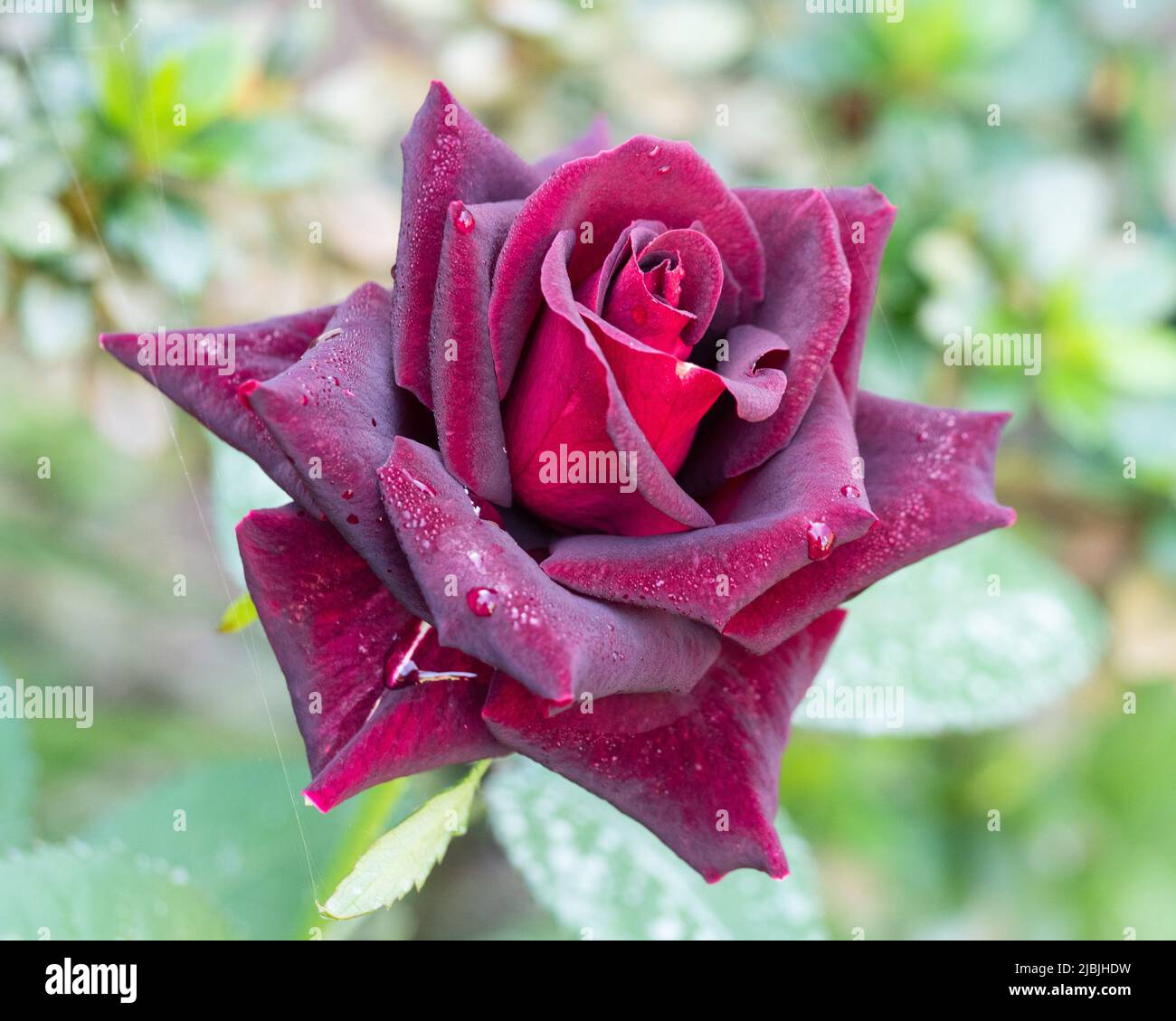 Flor de color rojo vino fotografías e imágenes de alta resolución - Alamy