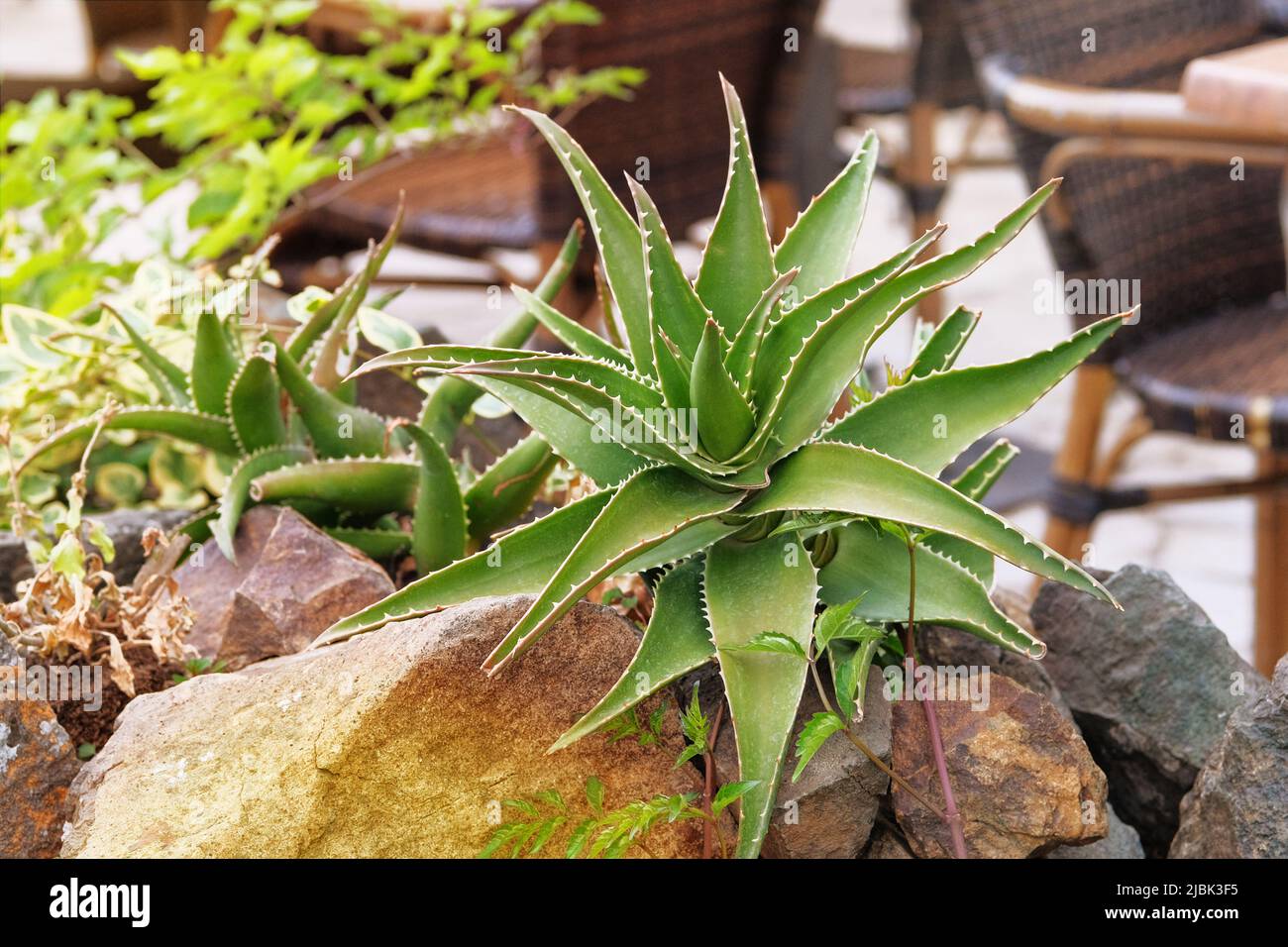 Aloe crece en una casa verde. Planta suculenta, con una roseta de hojas carnosas dentadas y flores tubulares o en forma de campana en tallos largos. Foto de stock