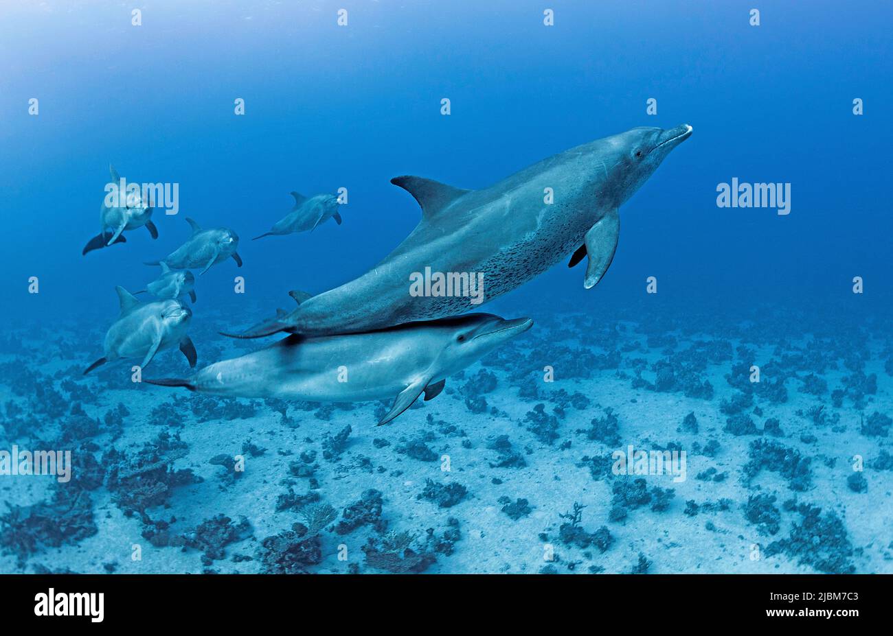 Un grupo de delfines nariz de botella (Tursiops truncatus), Mar Rojo, Egipto Foto de stock