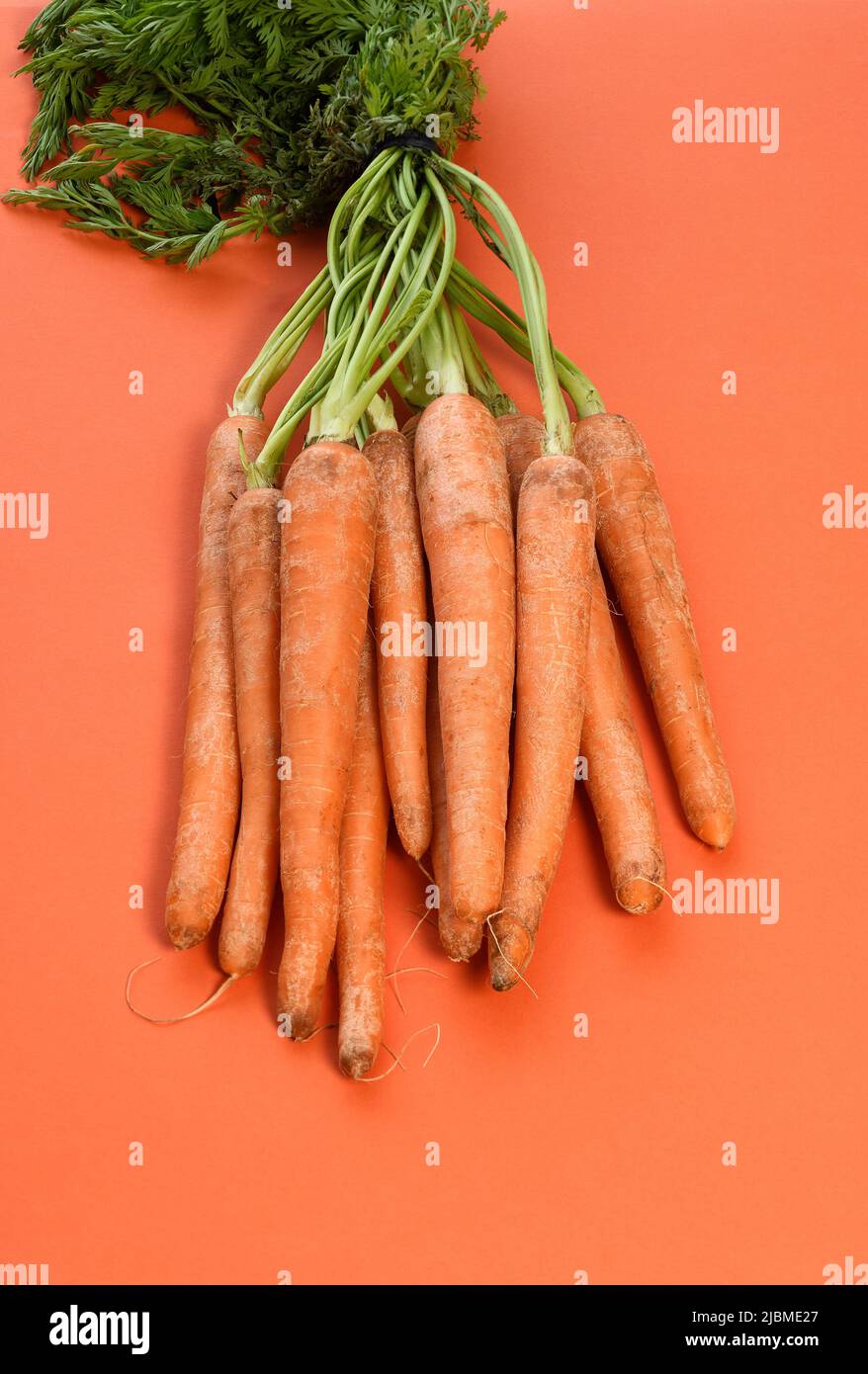 Un manojo de zanahorias frescas con tallos verdes Foto de stock