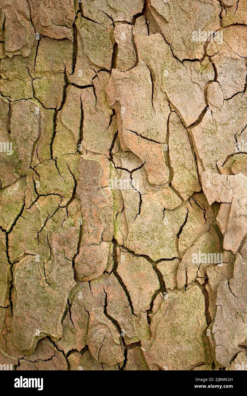 Corteza de un árbol de avión, Hungría Foto de stock
