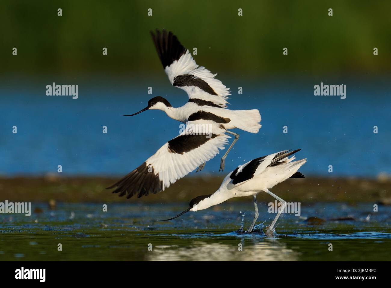 Aguacate Pied (Recurvirostra avosetta) en su entorno natural Foto de stock