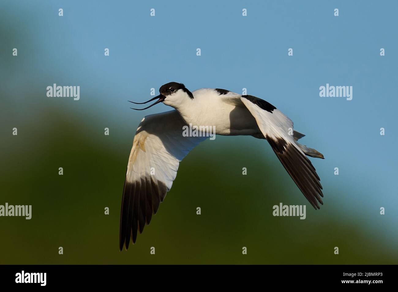 Aguacate Pied (Recurvirostra avosetta) en su entorno natural Foto de stock